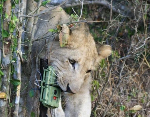 Lion inspecting and biting a wildlife camera trap in the field